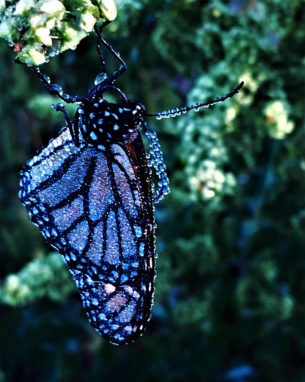 butterfly, jewelled butterfly, nature, precious, beautiful, gardening
