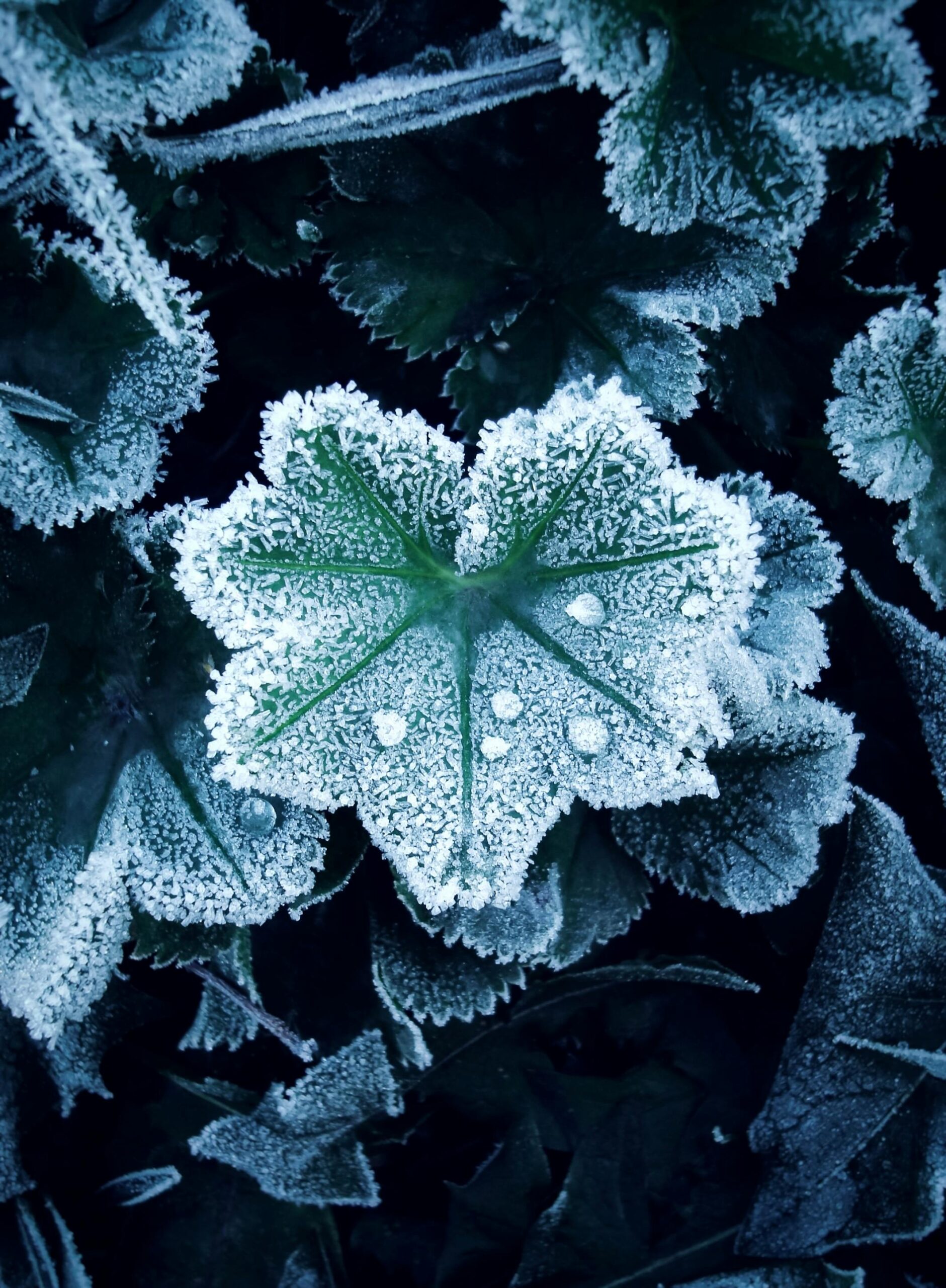 A detailed view of a frost-covered green leaf during winter, showcasing delicate ice crystals.